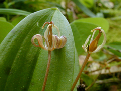 Scoliopus hallii