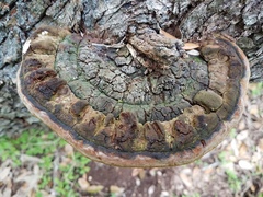Phellinus everhartii