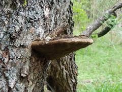 Phellinus everhartii