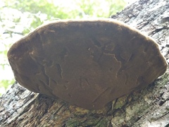 Phellinus everhartii