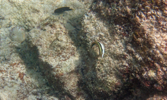 Halichoeres maculipinna