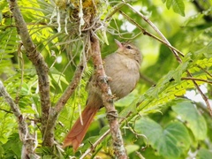 Cranioleuca subcristata