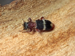 Lemidia accincta