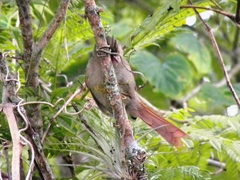 Cranioleuca subcristata
