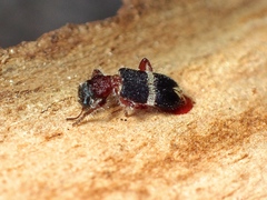 Lemidia accincta