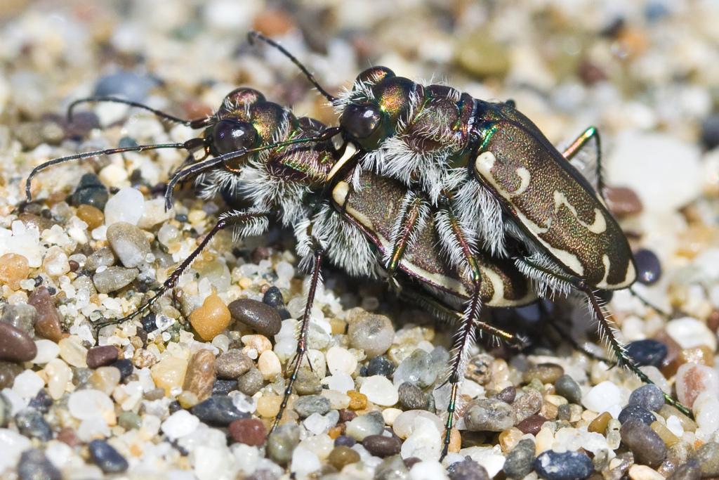 Hairy-necked Tiger Beetle