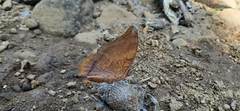 Charaxes psaphon