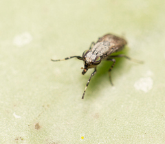 Stictomyia longicornis