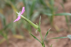 Silene conoidea