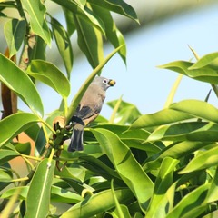 Ptiliogonys cinereus