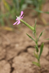 Silene conoidea