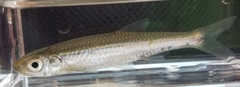 Notropis stilbius