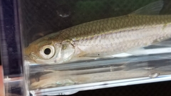 Notropis stilbius