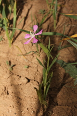 Silene conoidea