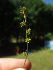 Carex seorsa