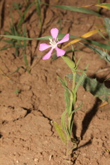 Silene conoidea