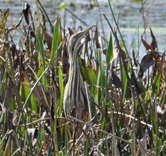 Botaurus lentiginosus image