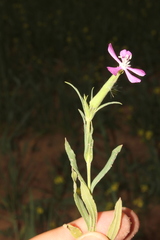 Silene conoidea