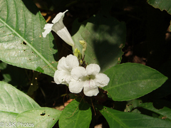 Ruellia proxima
