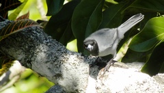 Schistochlamys melanopis