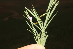 Lathyrus inconspicuus