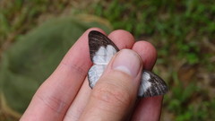 Pareuptychia hesionides