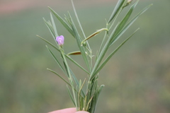 Lathyrus inconspicuus
