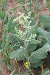 Salvia syriaca