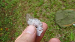 Pareuptychia hesionides