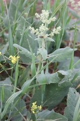 Salvia syriaca
