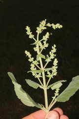 Salvia syriaca