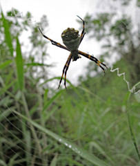 Argiope argentata