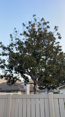 Magnoliopsida
