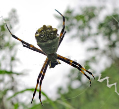 Argiope argentata
