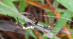 Argiope argentata
