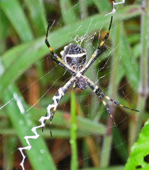 Argiope argentata