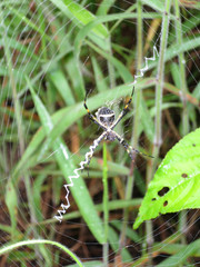 Argiope argentata