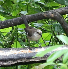 Atlapetes pallidiceps