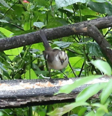 Atlapetes pallidiceps