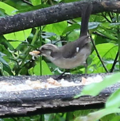 Atlapetes pallidiceps