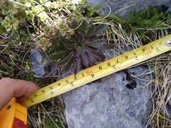 Pachycladon latisiliquum