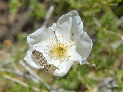Acmaeodera bowditchi