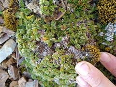 Anisotome imbricata