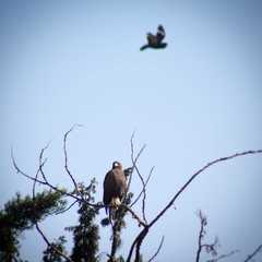 Parabuteo unicinctus