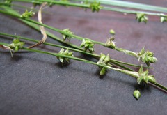 Carex seorsa