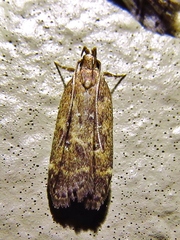 Helcystogramma melantherella