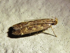 Helcystogramma melantherella