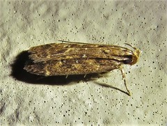 Helcystogramma melantherella
