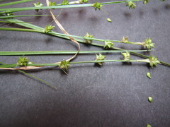 Carex seorsa