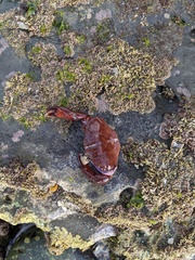 Cycloxanthops novemdentatus